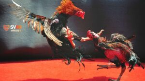 Cách tham gia bắt kèo đá gà trực tiếp SV88 siêu nhanh